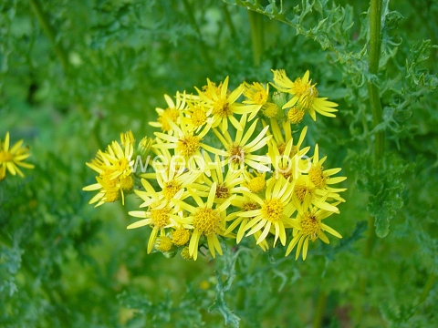 ragwort, tansy